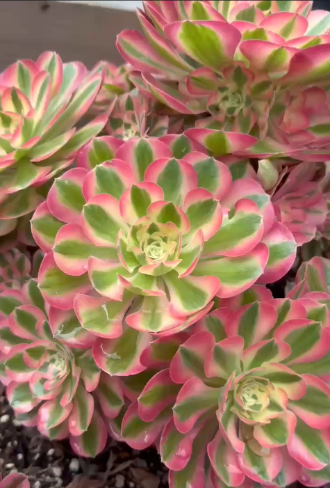 Big Aeonium Pink Witch cutting