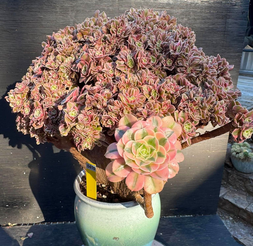 Thumbnail: Aeonium Valentine crest #0415