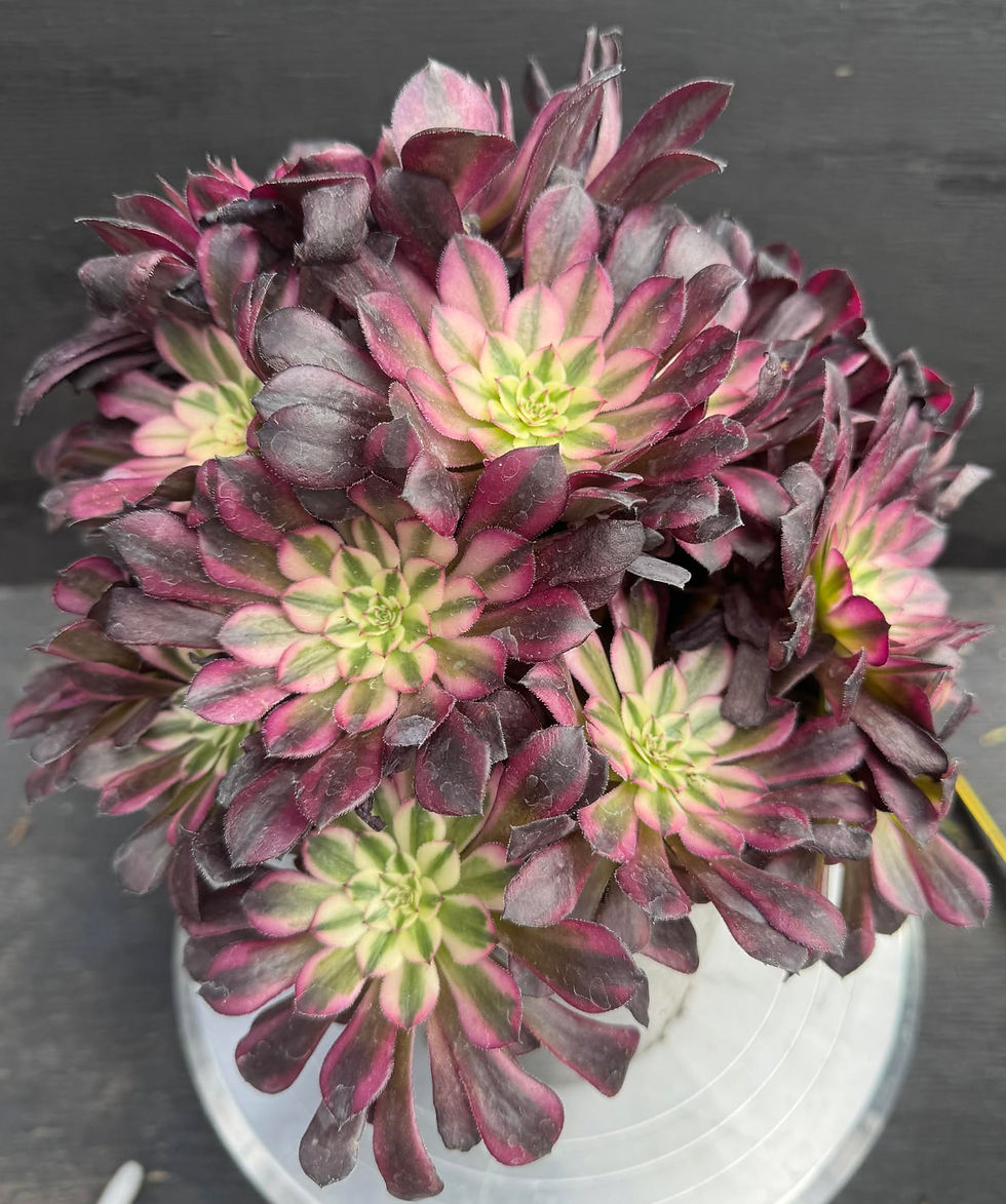 Thumbnail: Aeonium Black Zwarkin variegated cluster #72