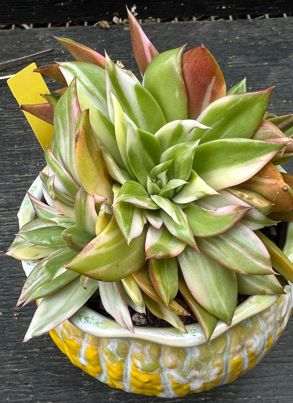 Thumbnail: Big Echeveria Treasure Map variegated cluster #0286