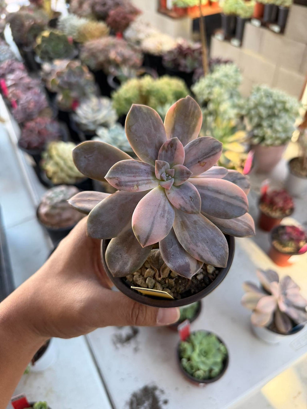 Thumbnail: Graptopetalum Superbum #0463