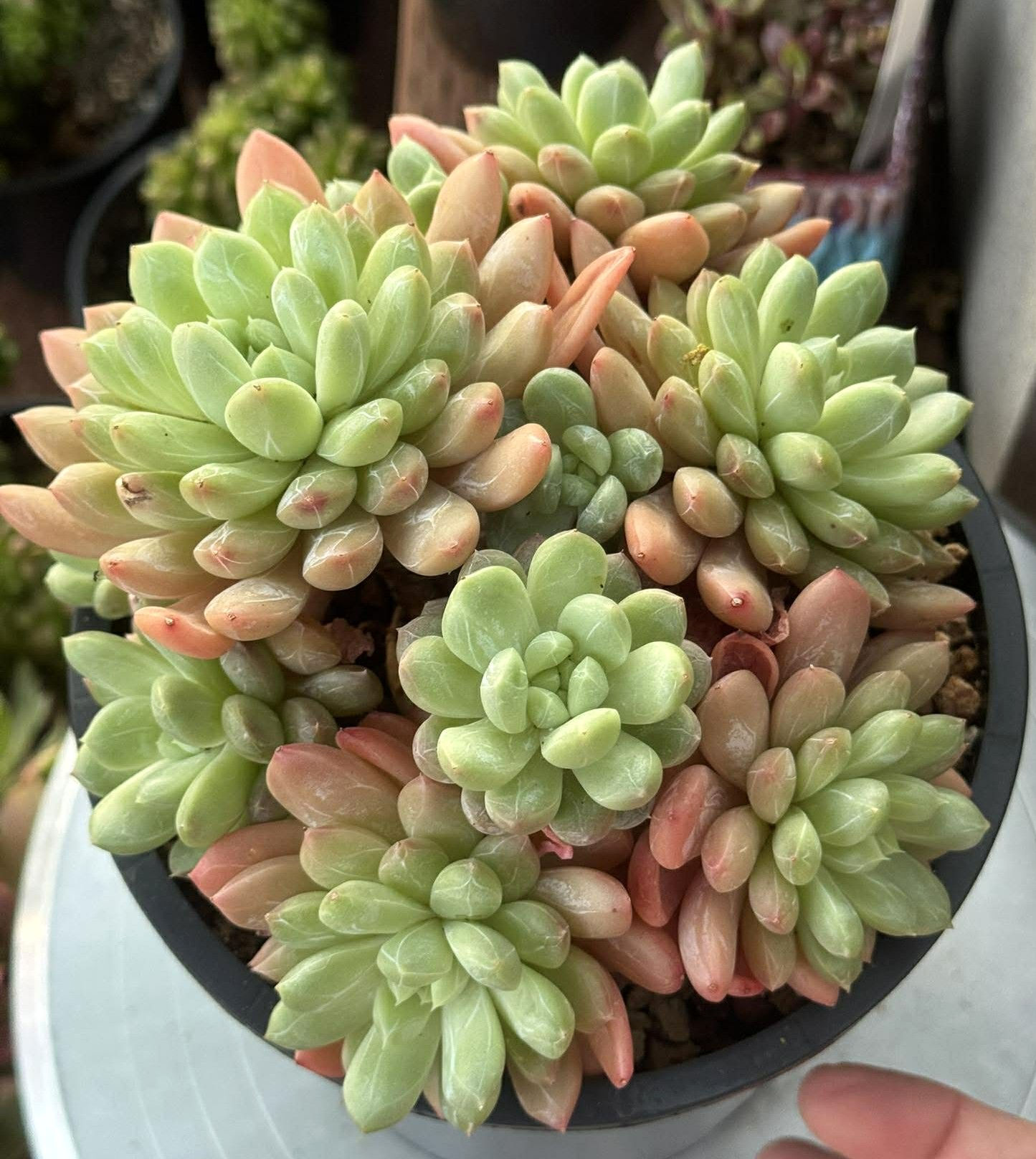 Echeveria Pandan Jade #P39