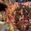 Thumbnail: Aeonium Pink Witch with many heads