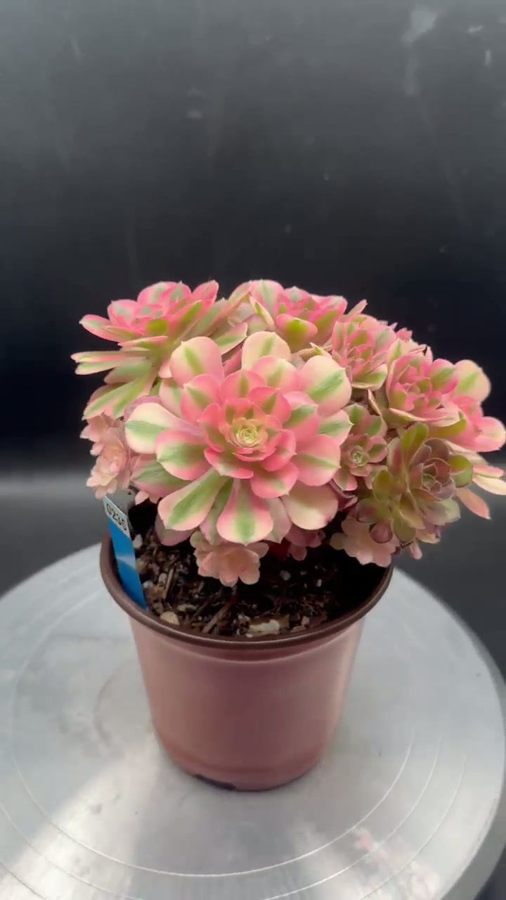 Thumbnail: Aeonium Pink Witch Miniature #0235