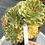 Thumbnail: Aeonium Sunshine variegated cluster #F27
