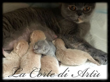CucciolataT.JPEG