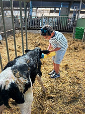 de fles geven pasgeboren kalfje boerderijbeleving.jpeg