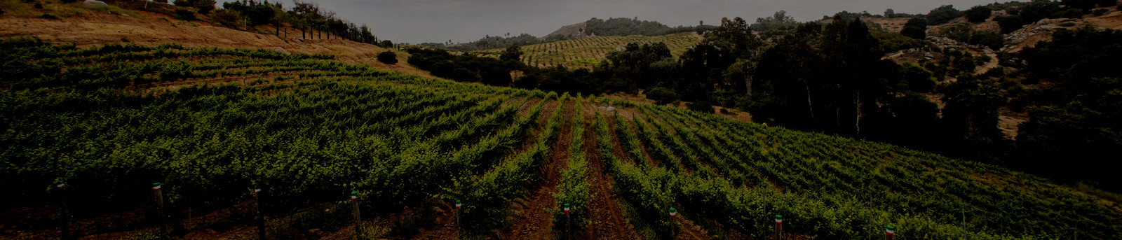 D01I3209 2-1_edited_edited.jpg