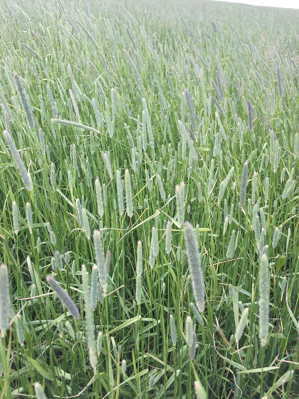 Featured Grass Bottom.JPG