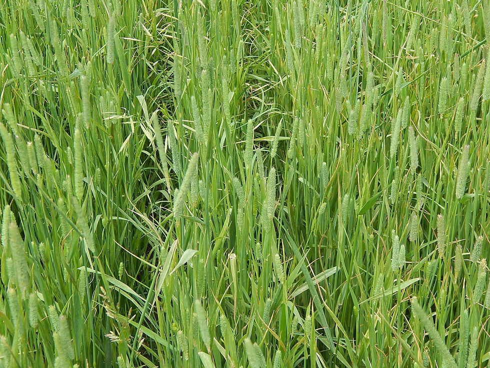 Featured Grass Hero.JPG