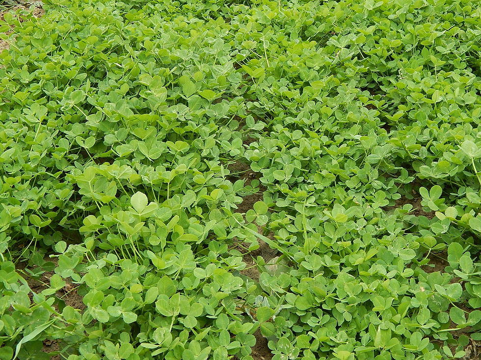 Exclusive Legumes Hero (1).jpg