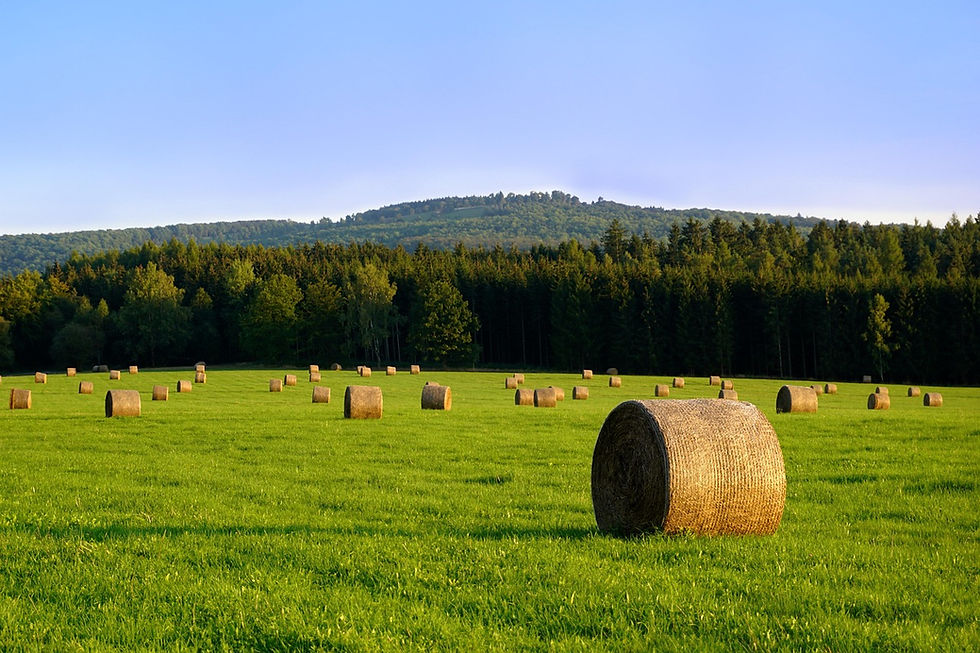 Hay Mix Hero.jpg