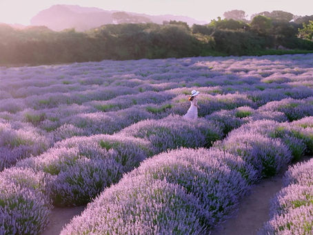 The Unexpected Lavender Getaway Just Outside LA