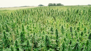 Prime Spectrum CBD BLOG