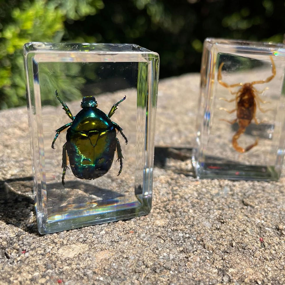 Specimen Pot Insects Geoworld 10 Insect Specimens Set - Real Beetles, Scorpions, Crickets in ...