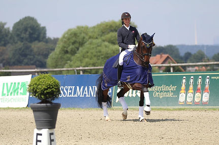 Stutteri Schuberts Dressage Horses