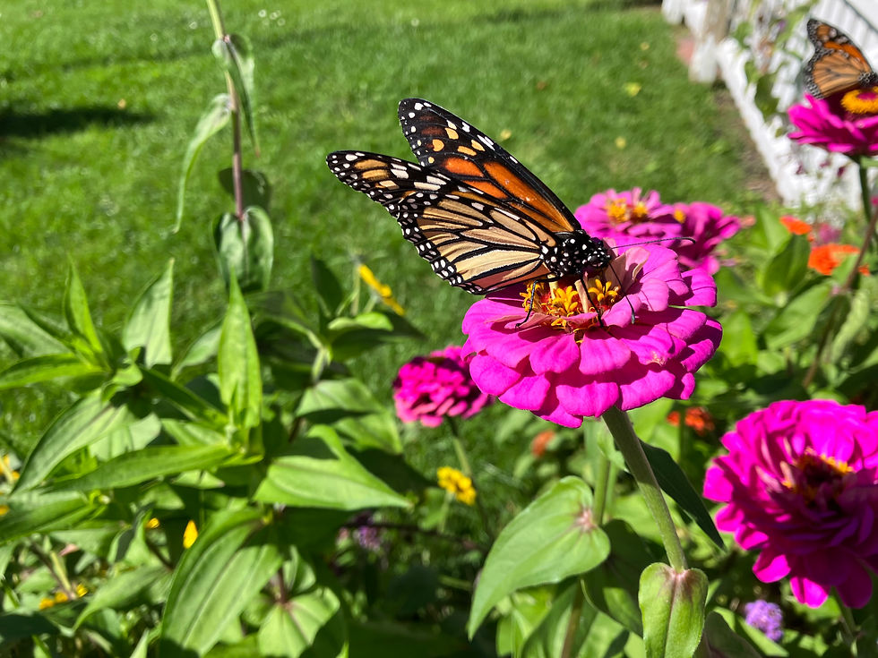 Afternoon Tea — September 12th