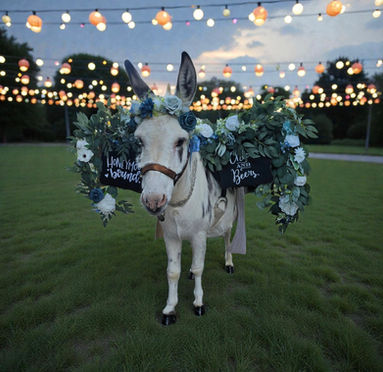 Chica the beer burro elegantly dressed, entering cocktail hour at a wedding.