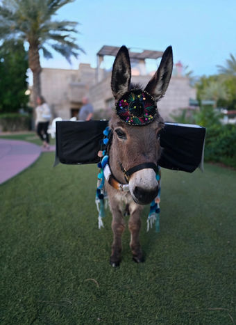 The Original Premier Beer Burro Experiance in Arizona.