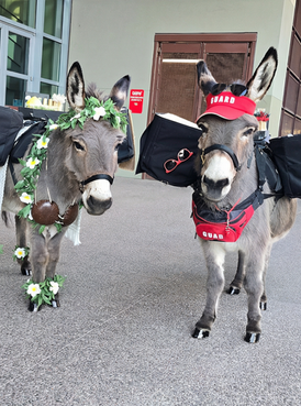 Beer burro at a corporate reception dressed in a theme for island and beaches.