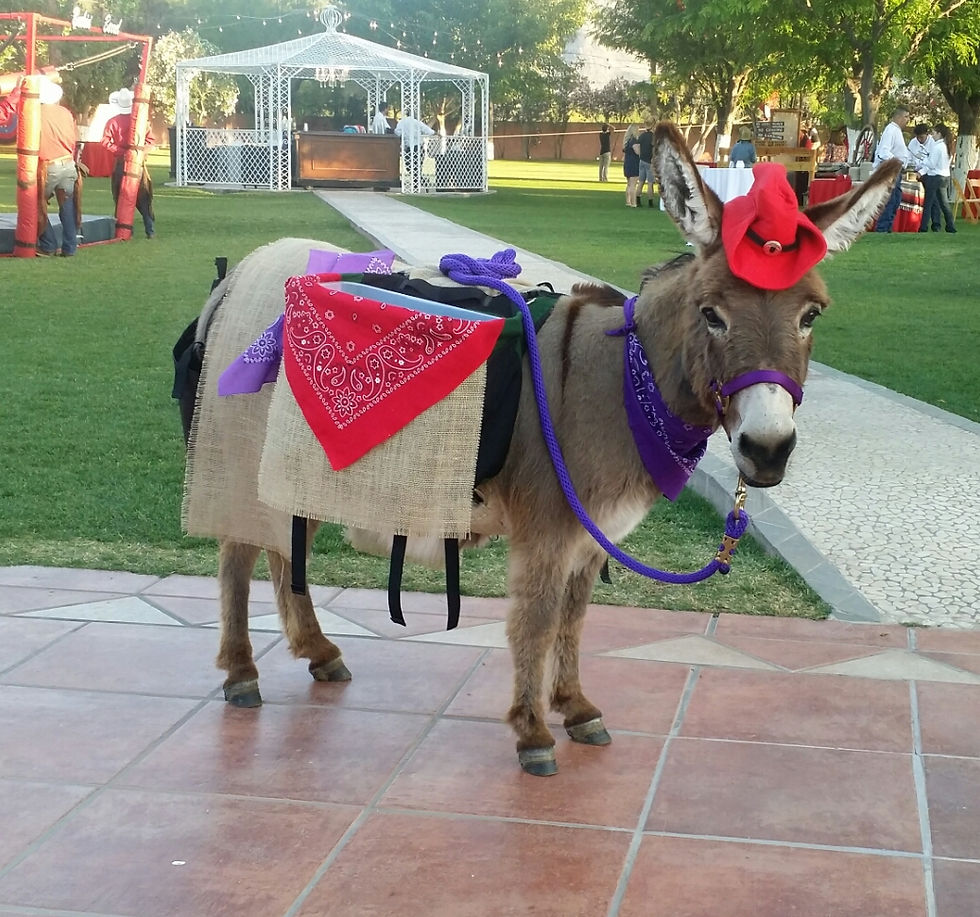 Beer Burro, Beer Donkey, Wedding