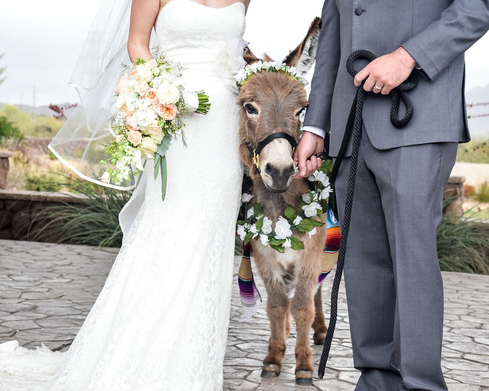 Wedding Donkey, Beer Burro