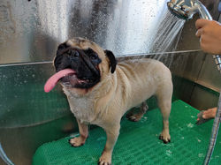 Max the Pug enjoying the Self-Serve Dog Wash!