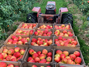September Produce: Summer Fades, Fall Takes Over