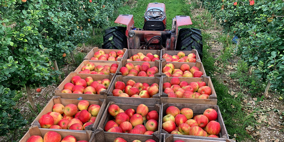 September Produce: Summer Fades, Fall Takes Over