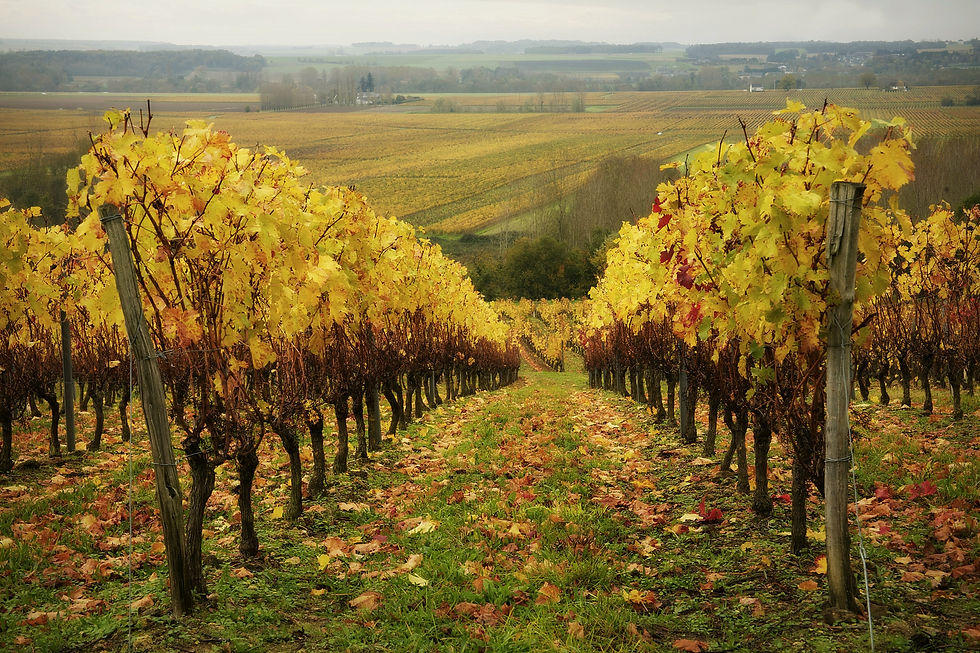 down amongst the vines