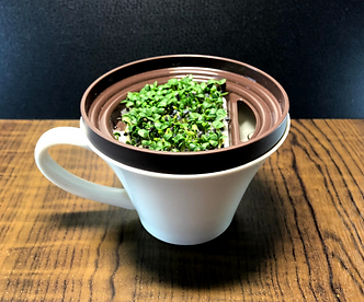 Basil_sprout_7day_dennouassist.png