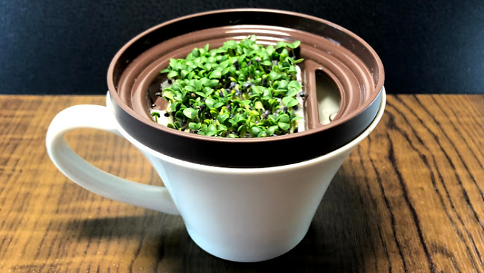 おうちｄｅ育てるシリーズ「マグカップ水栽培・スプラウト」の取り扱いをはじめました