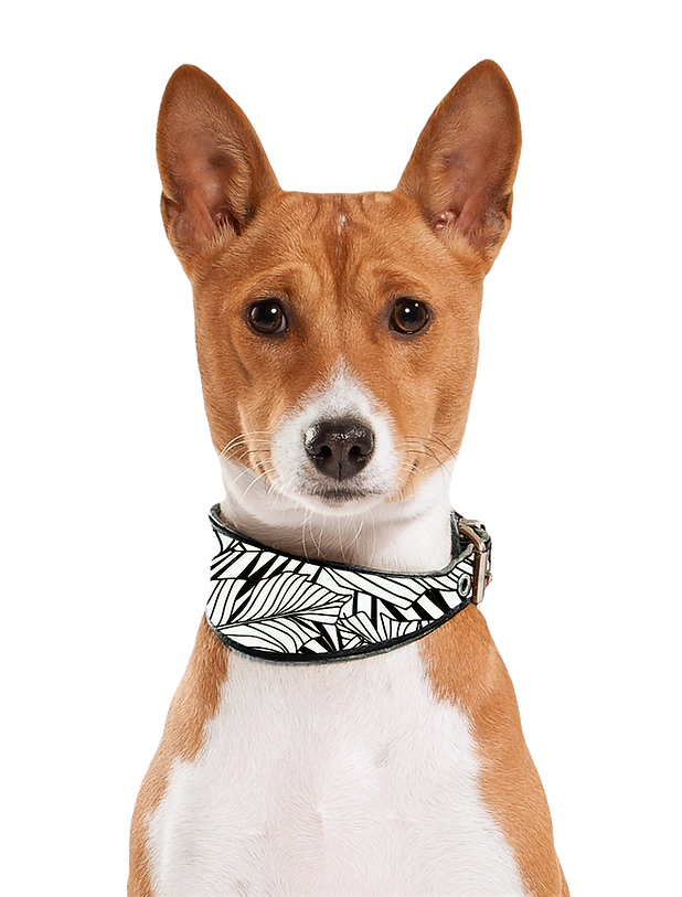 Dog Portrait_edited_edited.png