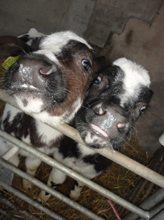 Meet The Farm Animals