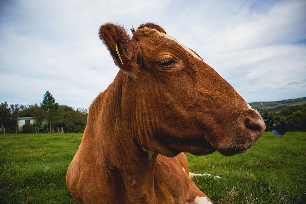 Cow looking to the left. Cow cuddling, cow hugging, cow therapy, cow companions, animal experience