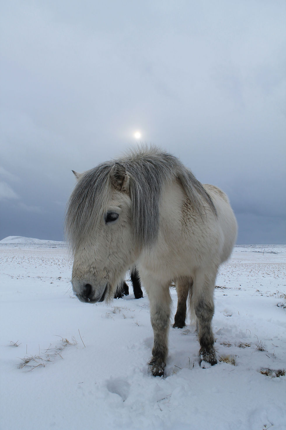Icelandic Horse