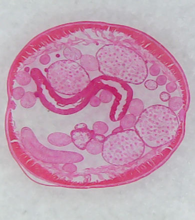 Histología embriología