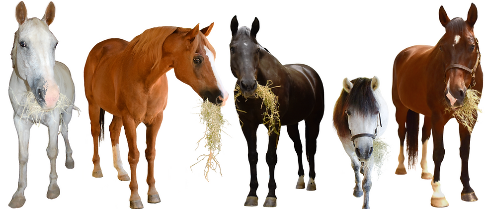 Thank You for Donating Hay for A Day 2022 (2).png