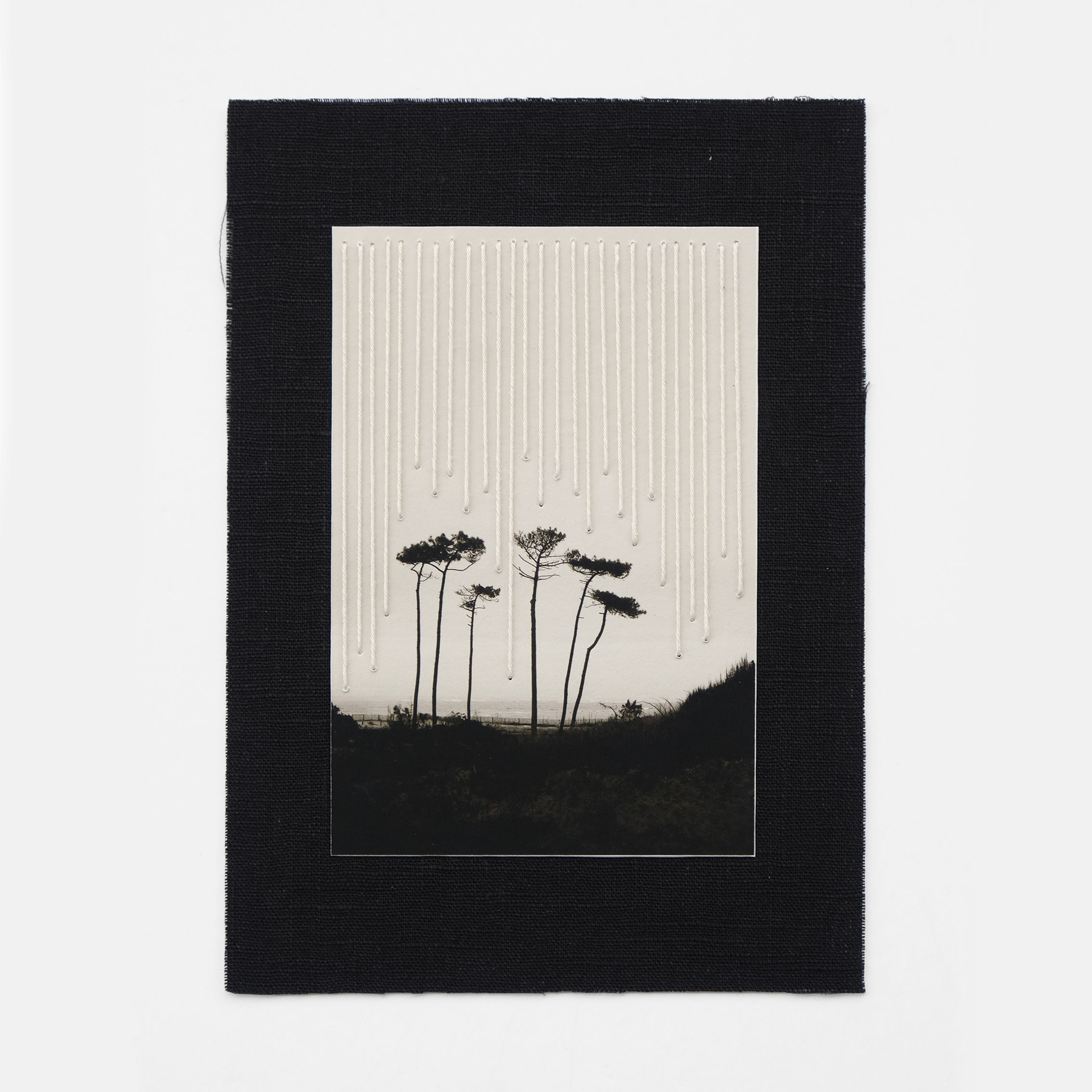 "Pins III" Photographie et acrylique de Béa BERG