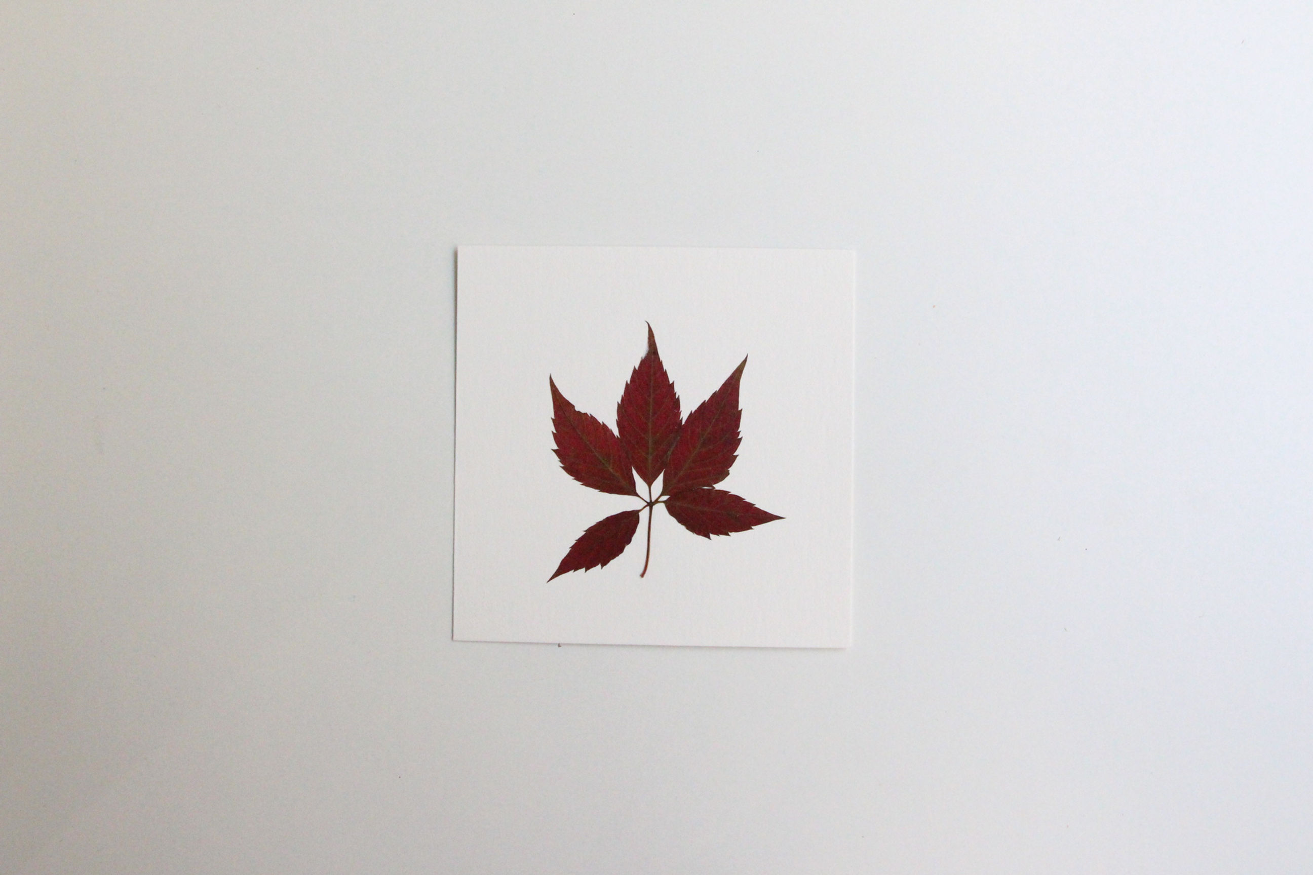 "Vigne vierge" herbier de 23 FLEURS