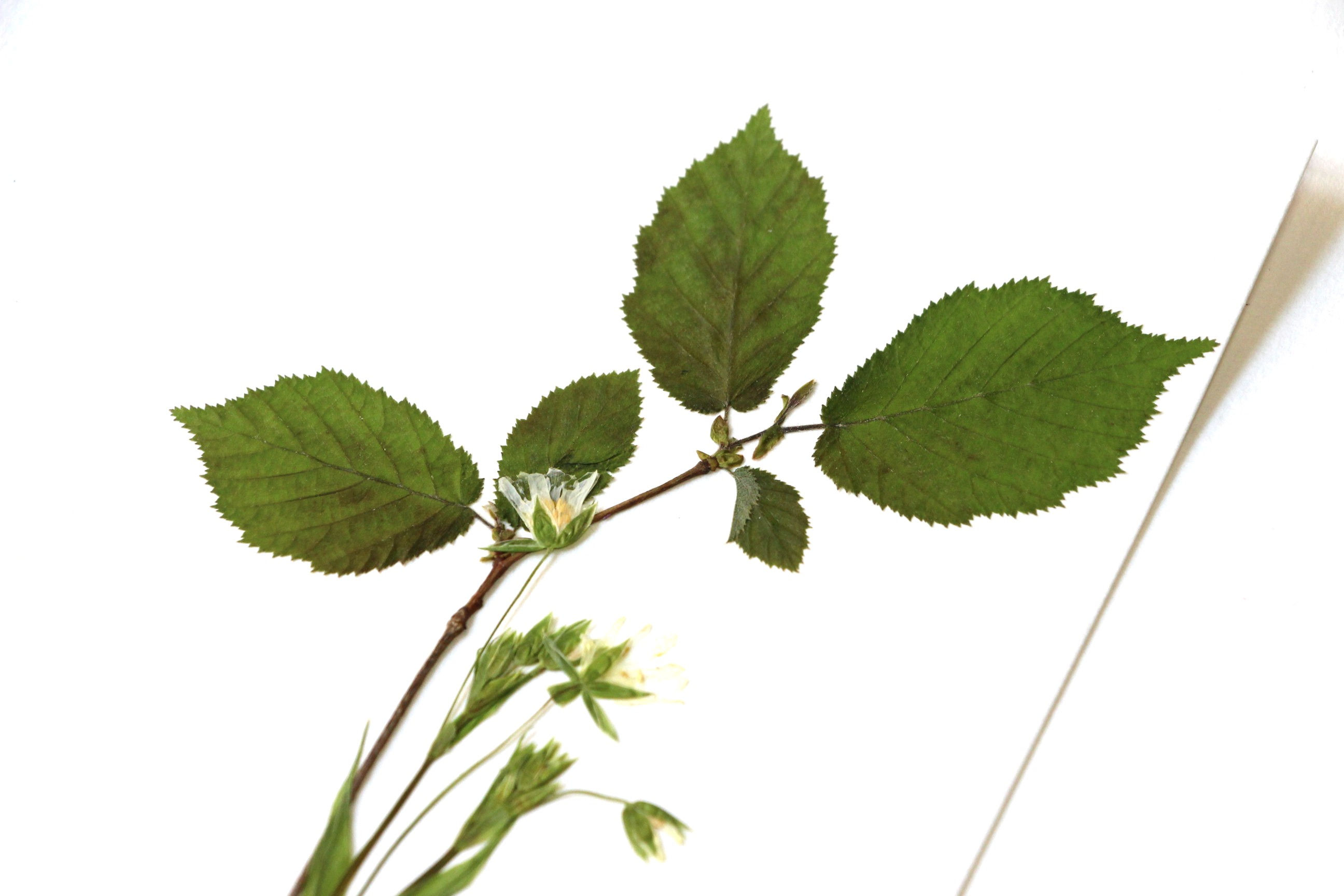 "Noisetier stellaire des marais" herbier de 23 FLEURS