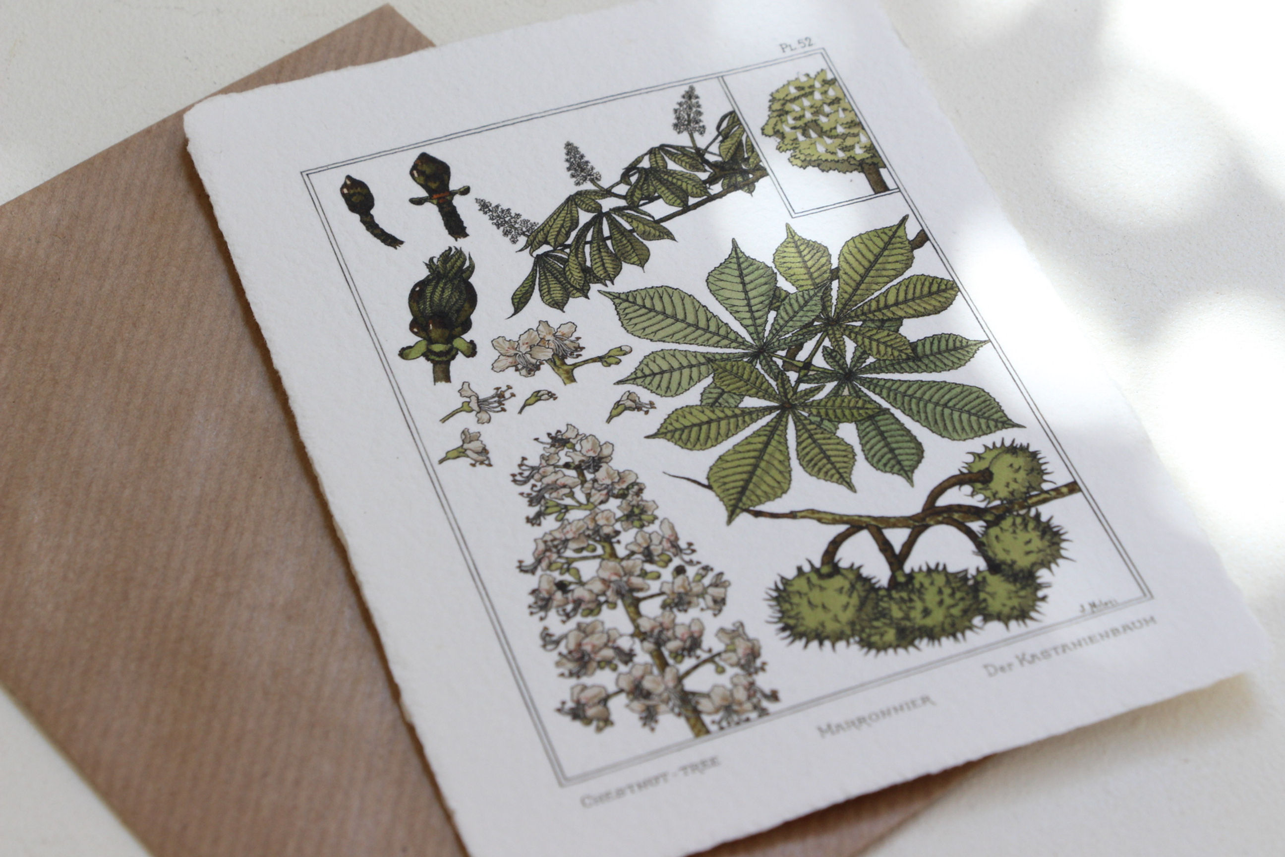 "Marronnier" impression du Moulin de la Rouzique