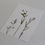 Miniature : "Carotte stellaire santoline" herbier de 23 FLEURS