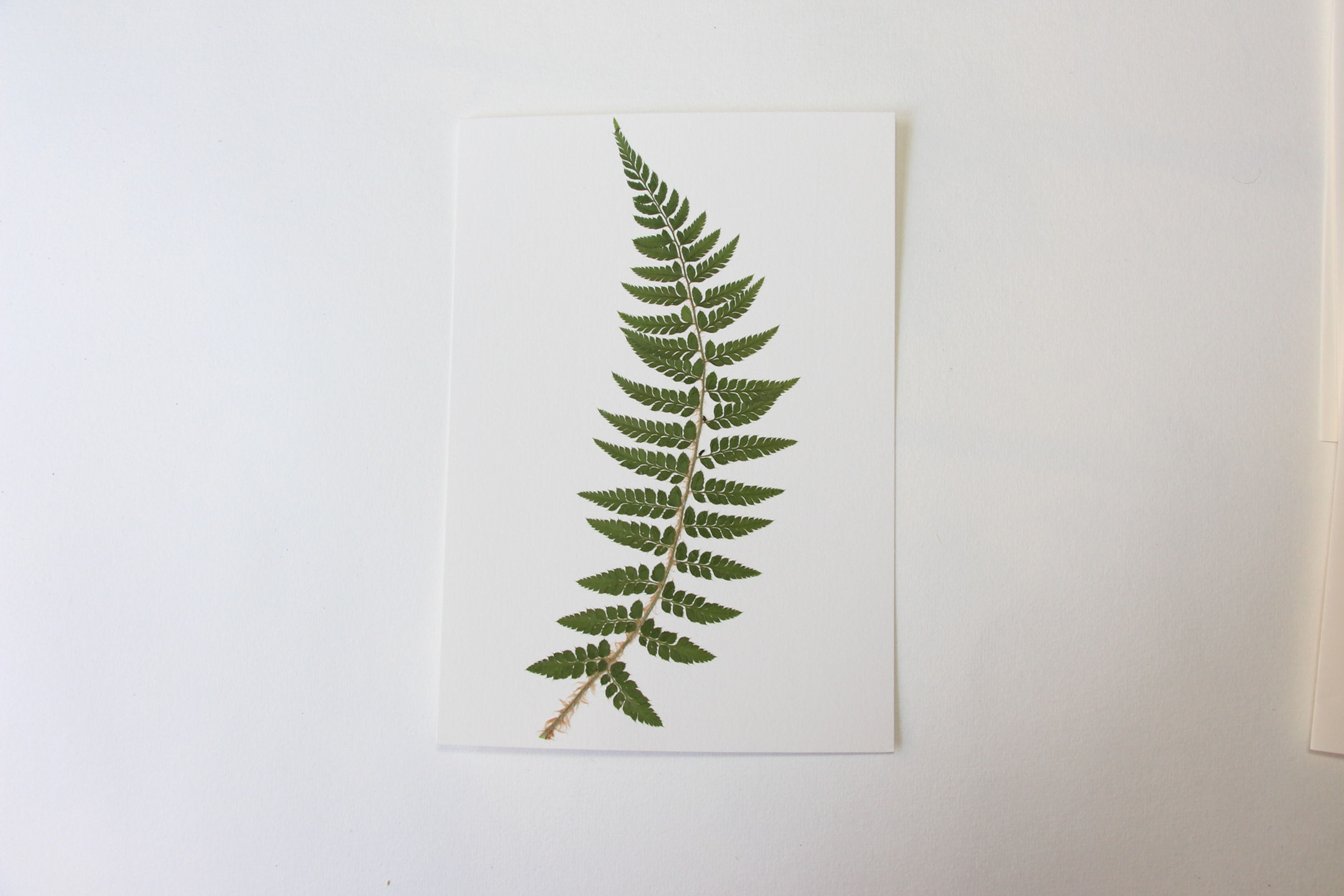 "Fougère femelle" herbier de 23 FLEURS"