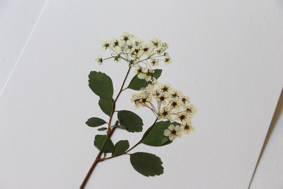 Miniature : "Spirée du japon" herbier de 23 FLEURS"