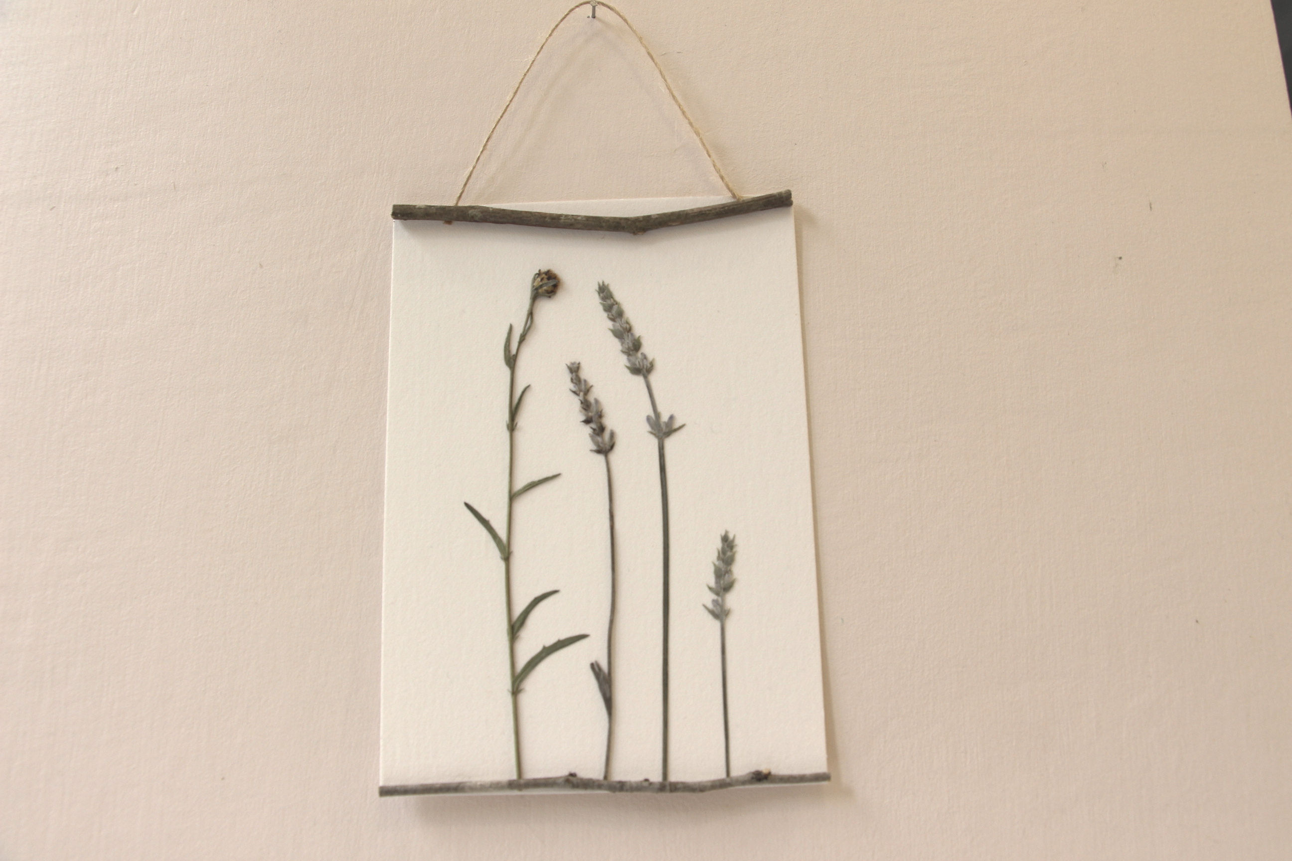 "Plantin lavande" herbier de 23 FLEURS