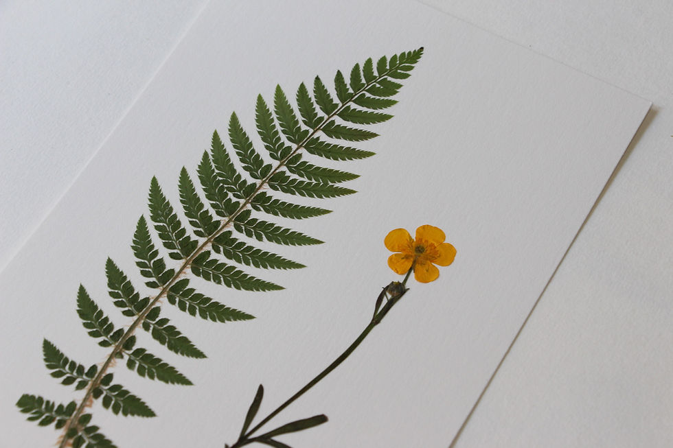 Thumbnail: "Fougère femelle et bouton d'or" herbier de 23 FLEURS"