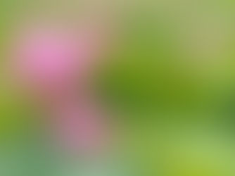 境内の蓮（ハス）が見ごろを迎えています ＆ LINE公式アカウント開設のお知らせ 