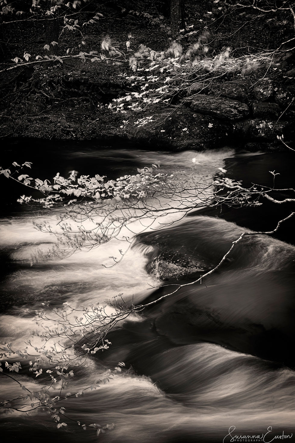 Thumbnail: The Magic of Black And White with Susanna Euston