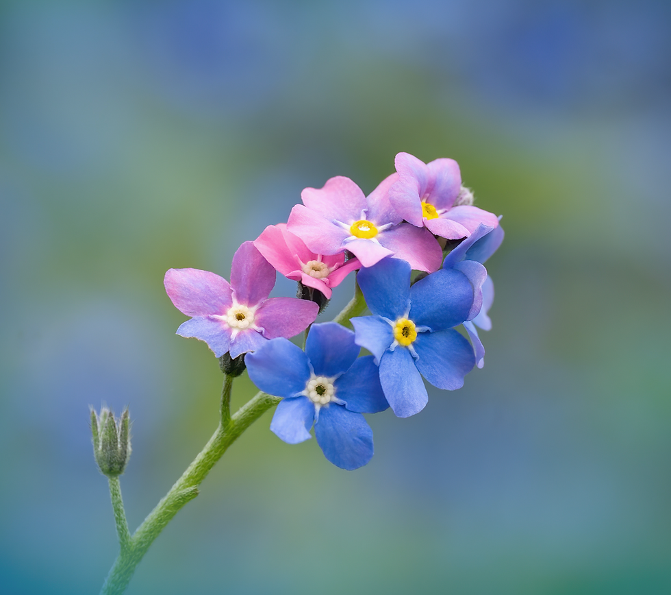 Thumbnail: Field to Fine Art Florals with Molly Hollman